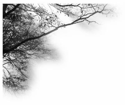 brush